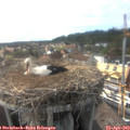 17_25-nest.jpg