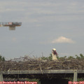 17_30-mast.jpg