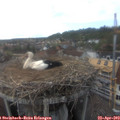 17_30-nest.jpg