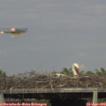 17_35-mast.jpg