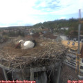 17_35-nest.jpg