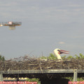 17_40-mast.jpg