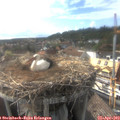 17_40-nest.jpg