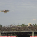 17_50-mast.jpg