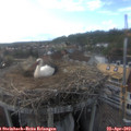 17_50-nest.jpg