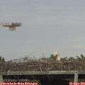 17_55-mast.jpg