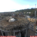 18_00-nest.jpg