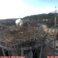 18_05-nest.jpg