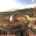 18_10-nest.jpg