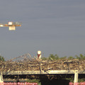 18_15-mast.jpg