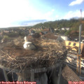 18_15-nest.jpg