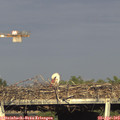 18_20-mast.jpg