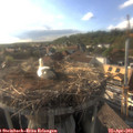 18_20-nest.jpg