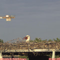 18_25-mast.jpg