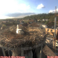 18_25-nest.jpg