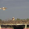 18_30-mast.jpg