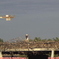 18_35-mast.jpg