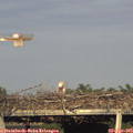18_40-mast.jpg