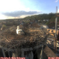 18_40-nest.jpg