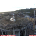 18_55-nest.jpg