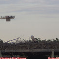 19_00-mast.jpg