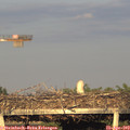 19_10-mast.jpg