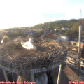19_10-nest.jpg