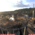 19_15-nest.jpg