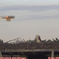 19_20-mast.jpg