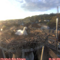 19_35-nest.jpg