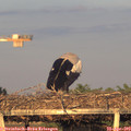 19_40-mast.jpg