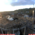 19_55-nest.jpg