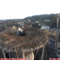 06_20-nest.jpg