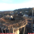 06_35-nest.jpg