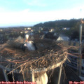 06_40-nest.jpg