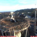 06_45-nest.jpg