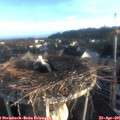 06_50-nest.jpg