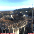 06_55-nest.jpg