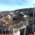 07_20-nest.jpg