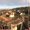 07_40-nest.jpg