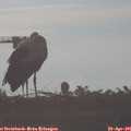 07_50-mast.jpg