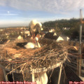 07_50-nest.jpg