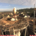 07_55-nest.jpg