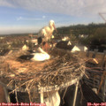 08_00-nest.jpg