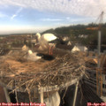08_10-nest.jpg
