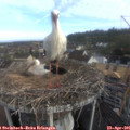 08_15-nest.jpg