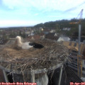 08_20-nest.jpg