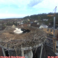 08_25-nest.jpg