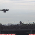 08_30-mast.jpg
