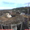 08_30-nest.jpg